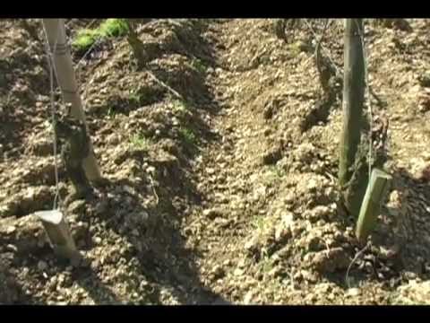 download lagu mp3 mp4 Lay Of The Land Wine, download lagu Lay Of The Land Wine gratis, unduh video klip Lay Of The Land Wine