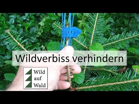 🌲Individual tree protection: The browsing protection collar - sense or nonsense?