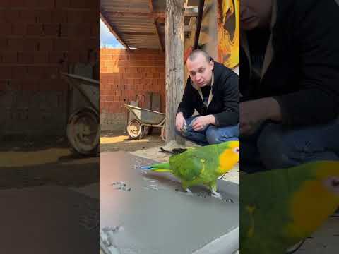 papagaj mi kida ponovo živce radi šta hoće