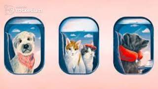 6 Essential tips for Air travel with Pets