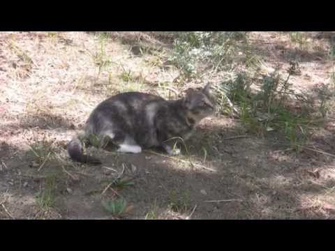 Cat patrolling wooded yard below Scrub Jay Nest (5 clip samples) V18595