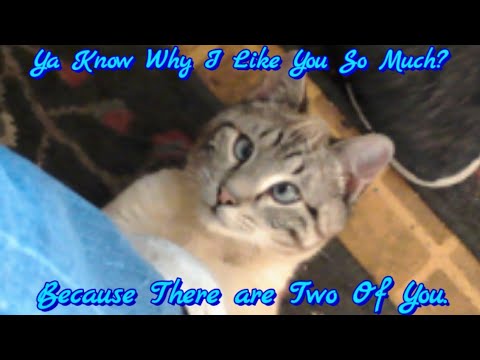 COMEDY | How To Wear Cat Slippers | Meet JeB, Our Cross-eyed Siamese Tabby Cat With A Foot Fetish