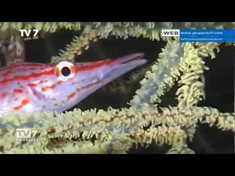 Tv7 con Voi del 29/10/2015 - Andiamo a Komodo (3 di 3)