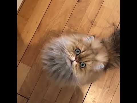 Linc the Persian cat meowing - YouTube