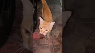 Download lagu This can be your ringtone mp3