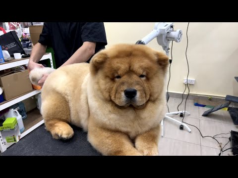 Look who is back today! I need a bigger table! - Chow Chow Grooming