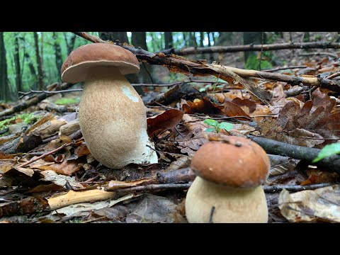 Grande Funghi Porcini, Searching for Mushrooms July | Boletus Regius | Hribi 🍄 💖