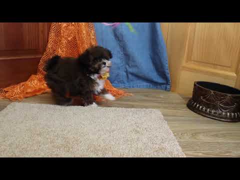 Sadie Adorable Little ShihPoo Girl! Est. 5 to 6 lbs. mature