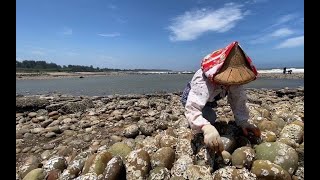 [情報] 桃園新屋石滬故事館 石滬體驗與音樂會