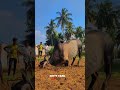 Kaalai Mass Entry ️ Kaalai Jallikattu