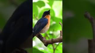 Download lagu inilah suara alami burung tledekan bakau yang slalu di pertanyakan mp3