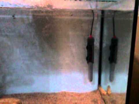 Peixe Oscar Albino v1