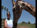 San Diego Wild Animal Park Rhinos And Giraffes Mostly