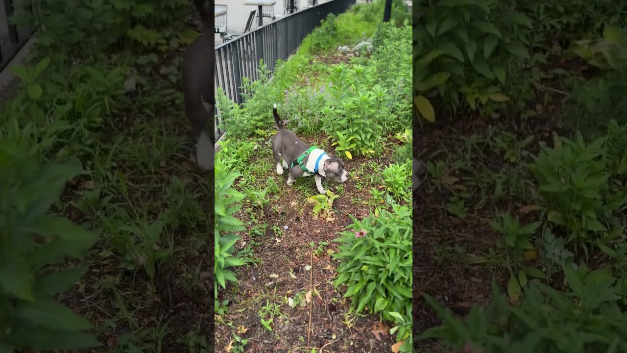 Enlarge Exuma, a Adoptable mixed breed in Chatham, NJ video 6/6
