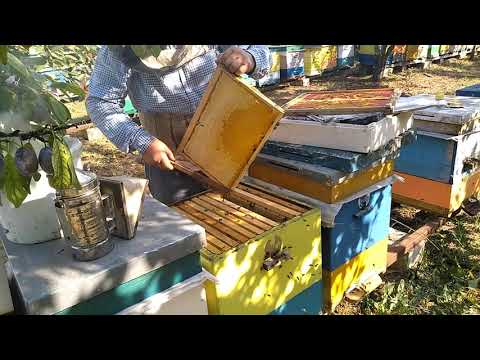 Aranjarea stupilor la iernare. Tatamentele.