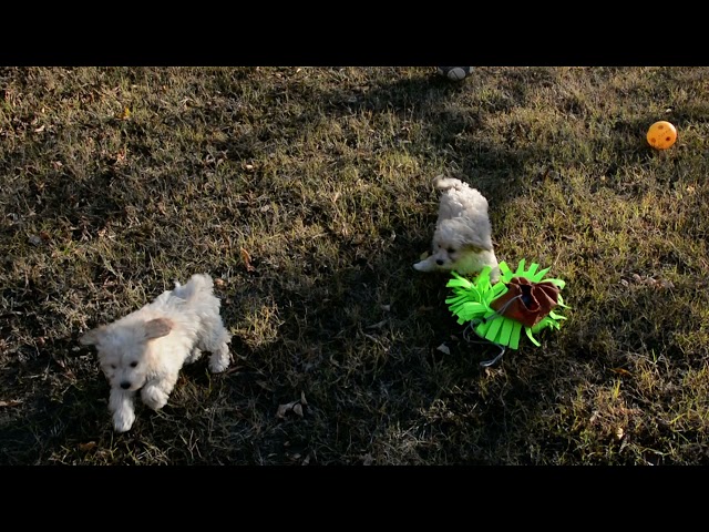 Maltipoo cachorro en venta