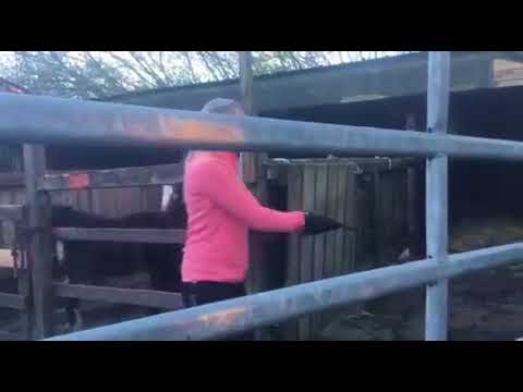 MUSTANG MAKEOVER 2018 // Update 1 TAG 3881 - Ankunft bei Maya Japp