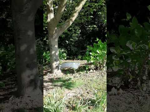 Parco Pallavicino ⚘