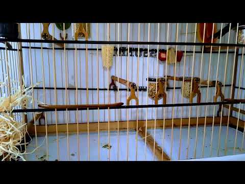 #Trinca ferro whisper in the move for the third stage of the COBRAP Maringá PR national champions...