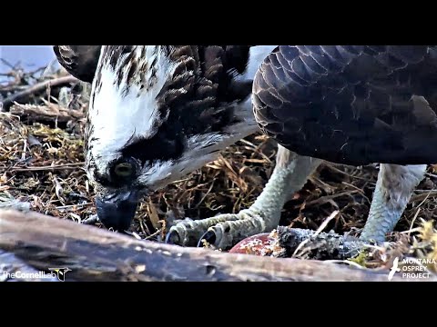 Iris lays her first egg at 17:14 from labor to close ups 2020 05 02 22 26 40 895