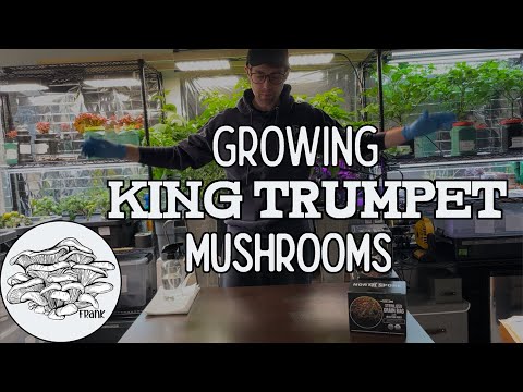 Growing King Trumpet Mushrooms | Part 1: Grain Spawn