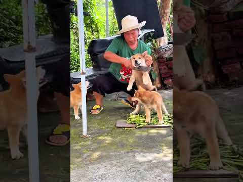 這算神祕儀式嗎？幫看看有沒有沒割到的～ #廣西田園犬 #中華田園犬幼犬