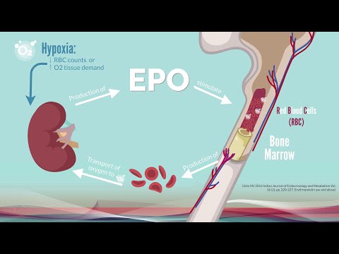 Explanation video: the role of the hypoxia inducible factor (HIF) in the regulation of oxygen