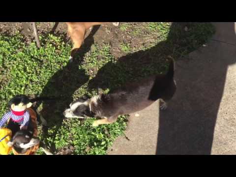 Funny cowboy rider costume for a dog.  Giddy up, Moxie!  😂
