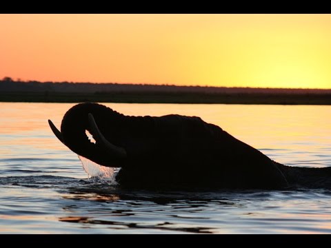 Why elephants don't get cancer: the secret in their genome