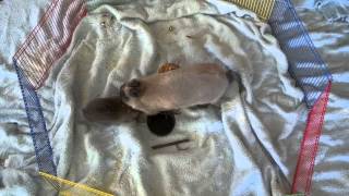 Baby Netherland Dwarf Bunny w/ Mom