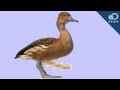 The 4 Weirdest Animal Penises