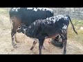 Bull Calf Feeding Cows Video