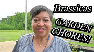 I'M Harvesting My Brassicas for MAXIMUM Growth!