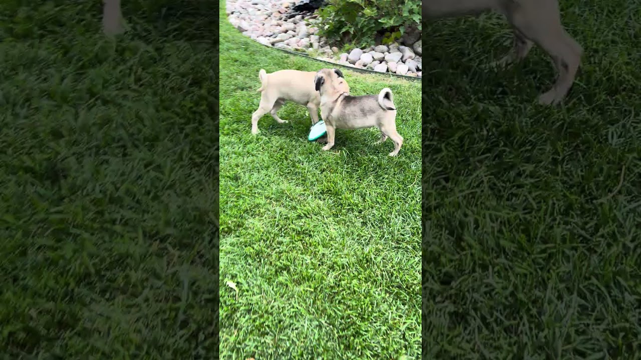 Enlarge Shiloh, a Adoptable mixed breed in Fort Collins, CO video 6/6