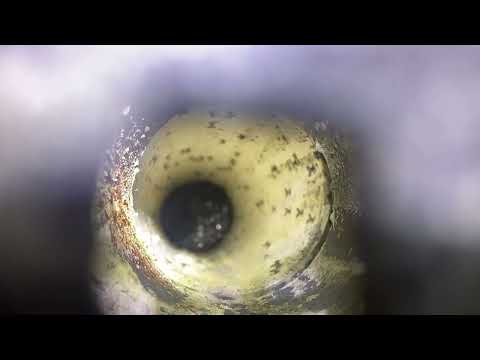Massive Drain Fly Infestation in Floor Drain in Millstone, NJ