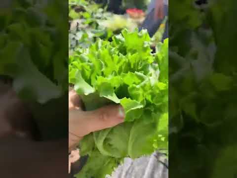 春のサラダの植え方