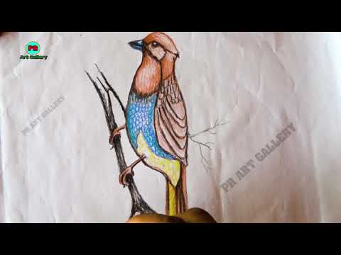 PR Art Gallery-Scaly-breasted munia-Fine Art