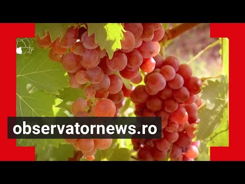 Alege țara de fapte: Segarcea, orașul unde vinul este rege