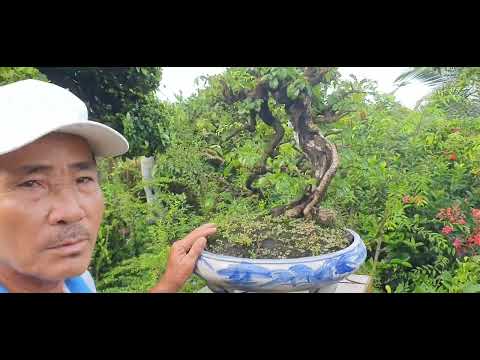 Tập 129 : Giao lưu vườn chú 9 tại Thành phố Tân An, tỉnh Long An