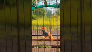 Download lagu PRENJAK GACOR KECIL-KECIL CABE RAWIT #prenjak #prenjakkepalamerah #prenjakgacor mp3