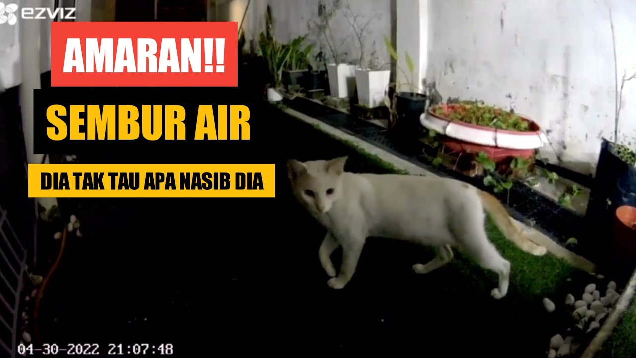 Halau kucing jiran yang rajin berak di halaman rumah.