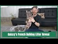 Galaxy S French Bulldog Litter Reveal March 12 2022