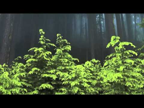 Creating Stability of Mind ☮ Joseph Goldstein