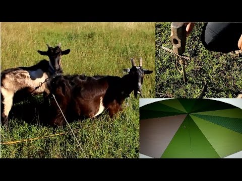 How to pasture goats using slack lines
