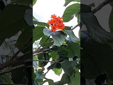 , title : 'Geiger Tree Scarlet Cordia tropical flowers & edible fruit Playa del Carmen Mexico #caribbean #food'