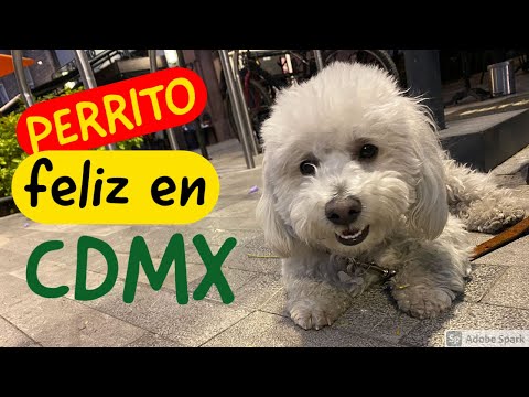 3 🐾 lugares para CONSENTIR!!! a tu PERRITO🐶 en CDMX