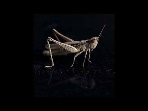 Grillen Zirpen in der Sommernacht | Crickets 2 Hours, Zirpen,ASMR, Meditation