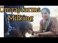 Omraj Farms Milking