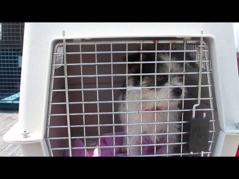 download lagu mp3 mp4 Journey Home Dog Rescue, download lagu Journey Home Dog Rescue gratis, unduh video klip Journey Home Dog Rescue
