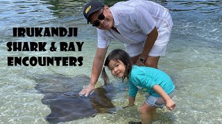 We Played with SHARKS and STINGRAYs at Irukandji Shark &amp; Ray Encounters - Anna Bay NSW Australia
